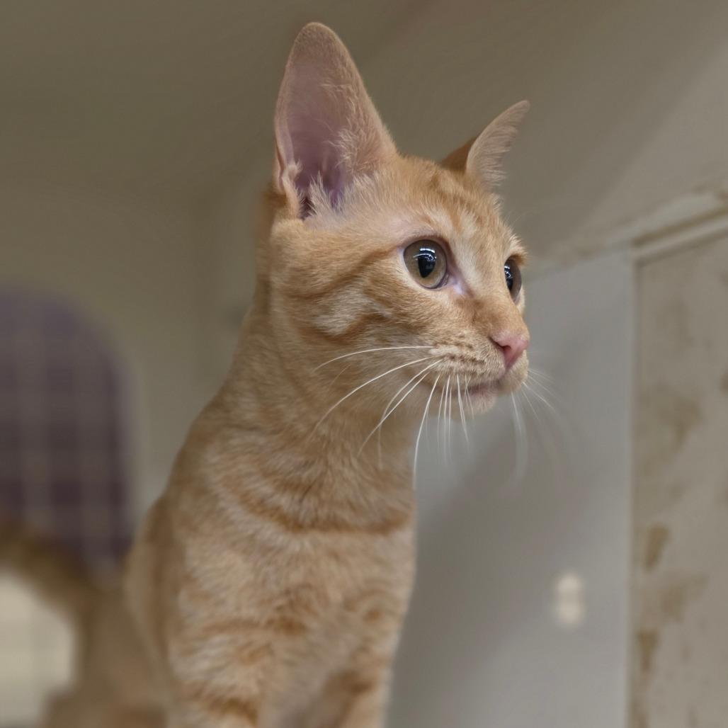 Enlarge Goldie, a Adoptable Domestic Short Hair in Williston, FL image 1/2