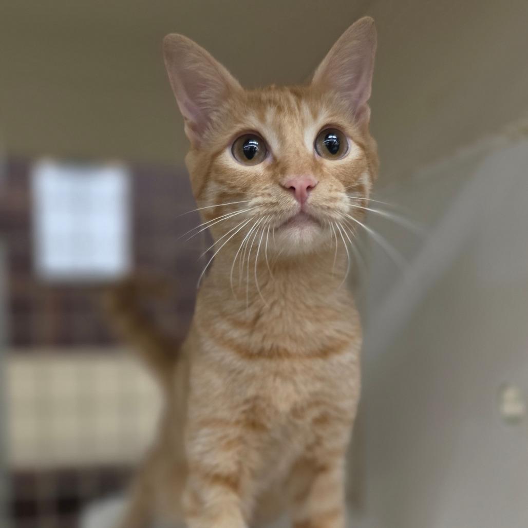 Enlarge Goldie, a Adoptable Domestic Short Hair in Williston, FL image 2/2