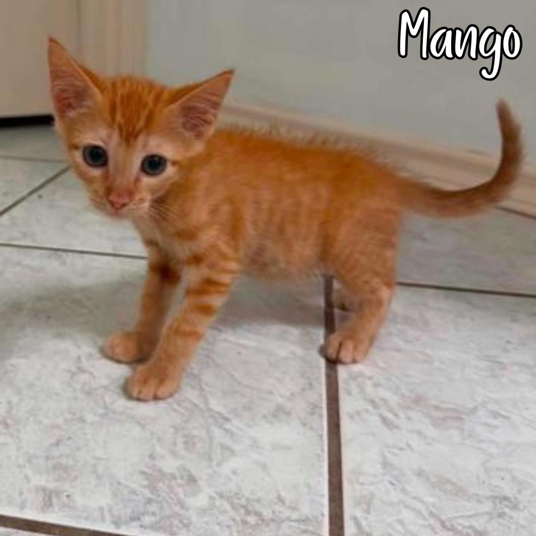 Mango, Adoptable, Young Male Domestic Short Hair.
