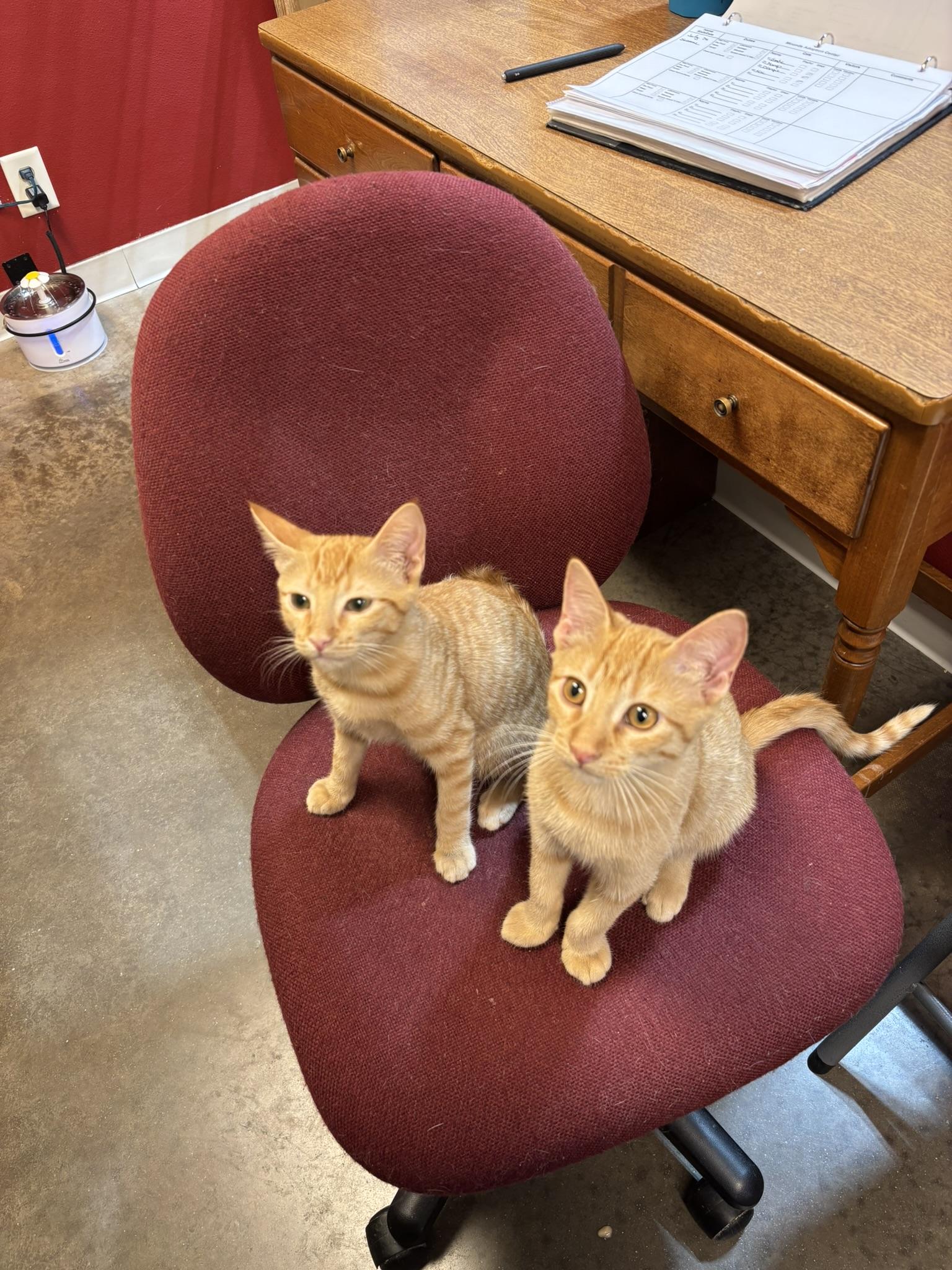 Mango, a Adoptable Domestic Short Hair in Janesville, WI image 2/2