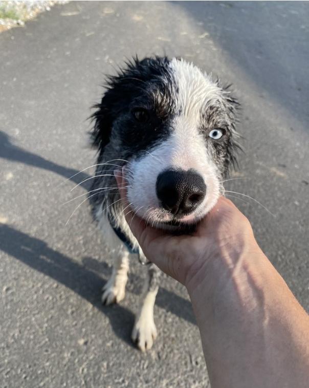 Bandit