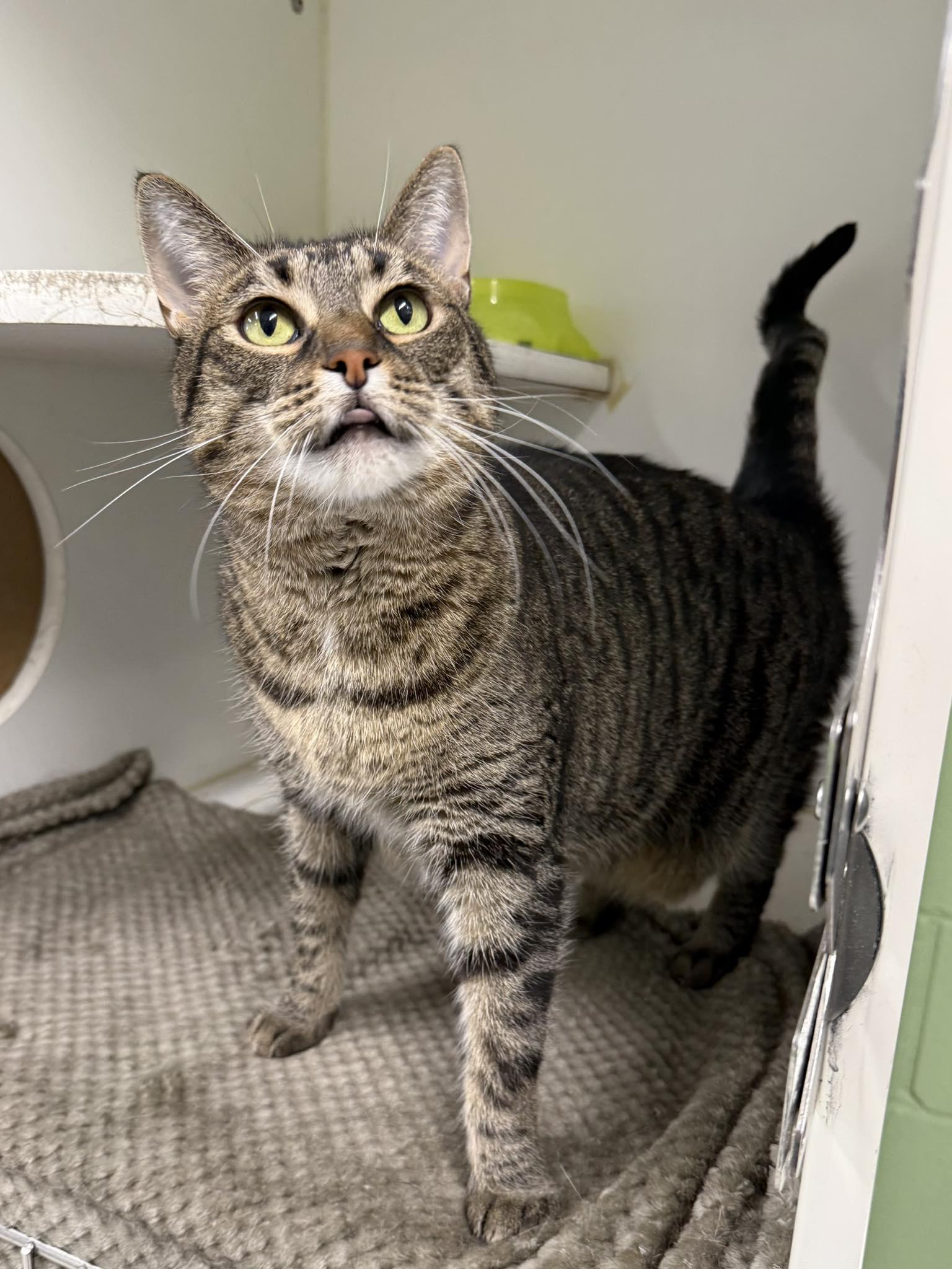 Mouse, ADOPTABLE, Adult Female Domestic Short Hair.