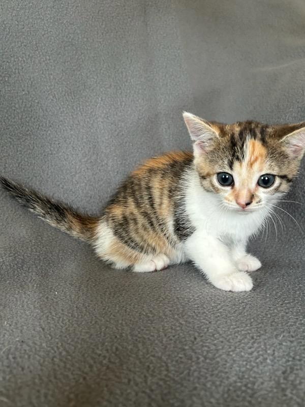 Mutter, Adoptable, Kitten Female Domestic Short Hair.