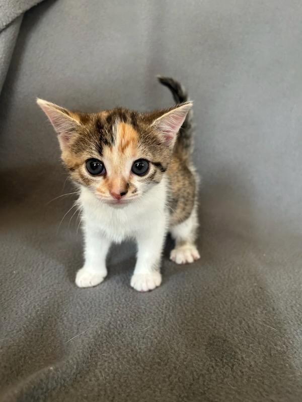 Mutter, a Adoptable Domestic Short Hair in Nashville, TN image 2/3