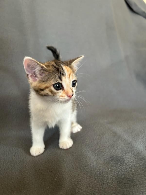 Mutter, a Adoptable Domestic Short Hair in Nashville, TN image 3/3