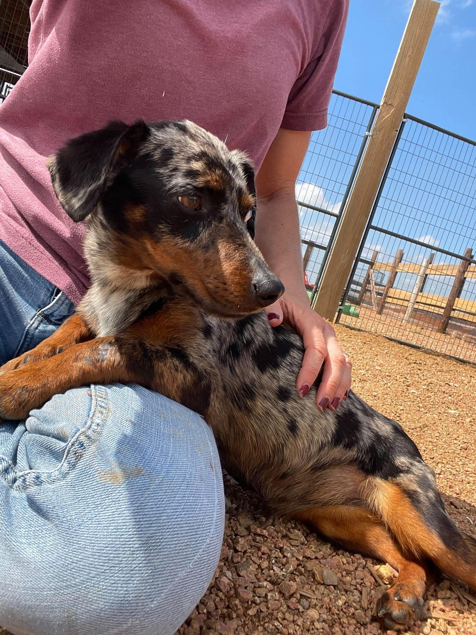 Enlarge Cookie, an adopted Dachshund in Denver, CO image 1/6