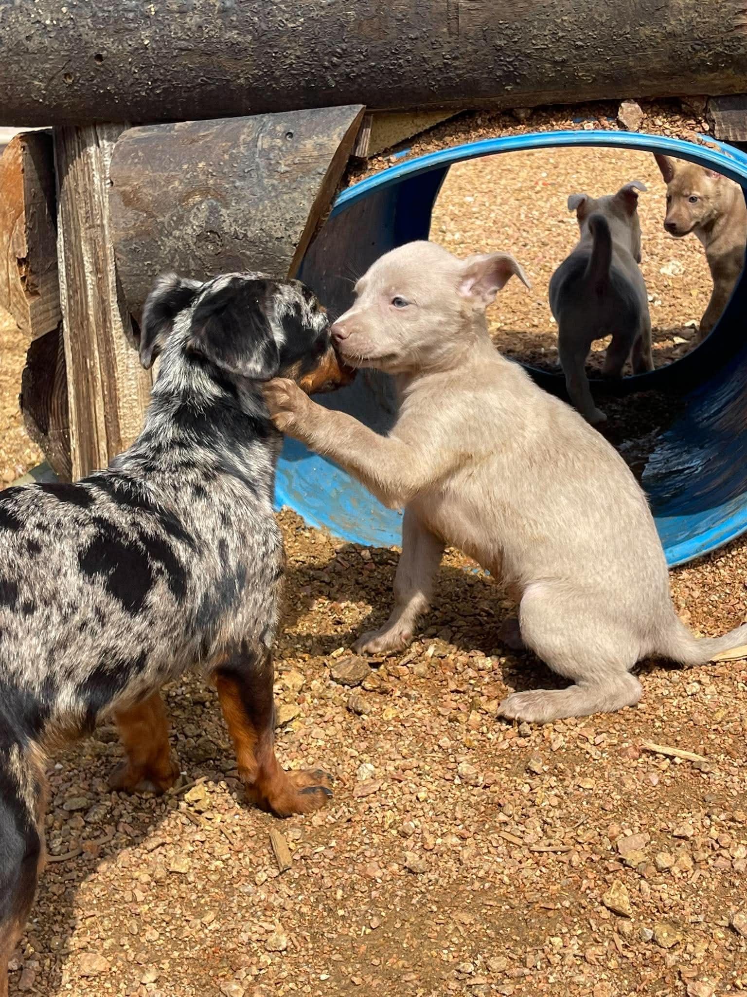 Enlarge Cookie, an adopted Dachshund in Denver, CO image 6/6