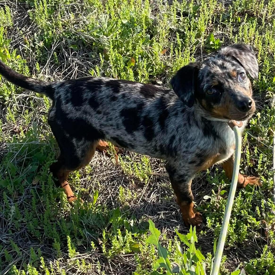 Enlarge Cookie, an adopted Dachshund in Denver, CO image 2/6