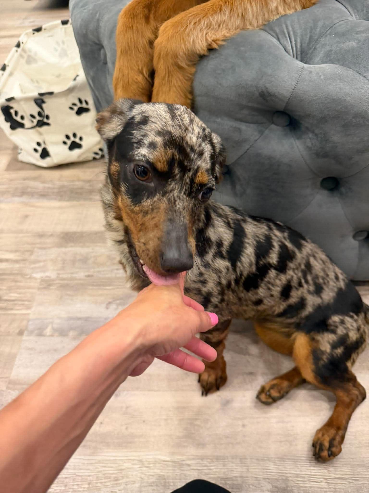 Enlarge Cookie, an adopted Dachshund in Denver, CO image 3/6