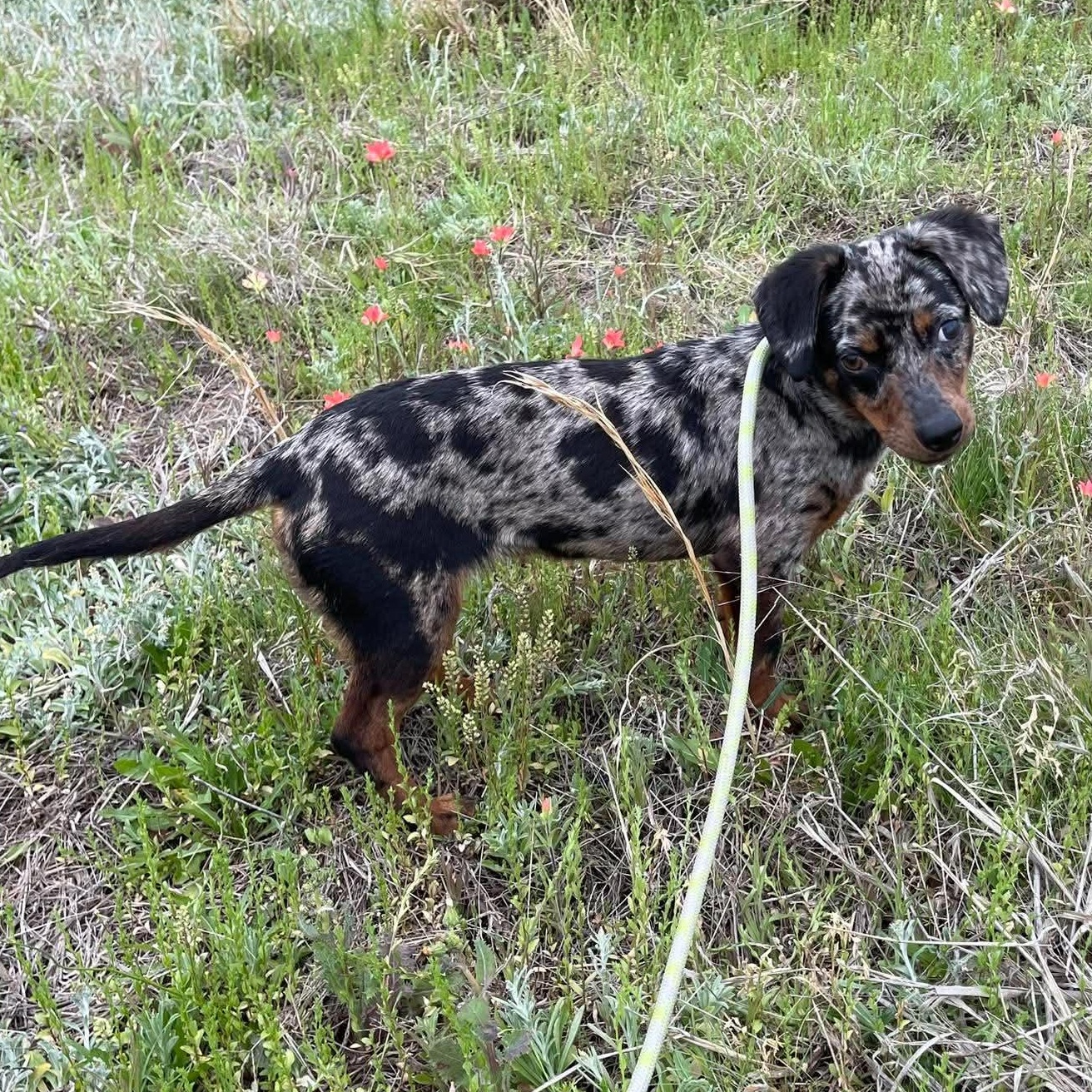 Enlarge Cookie, an adopted Dachshund in Denver, CO image 4/6