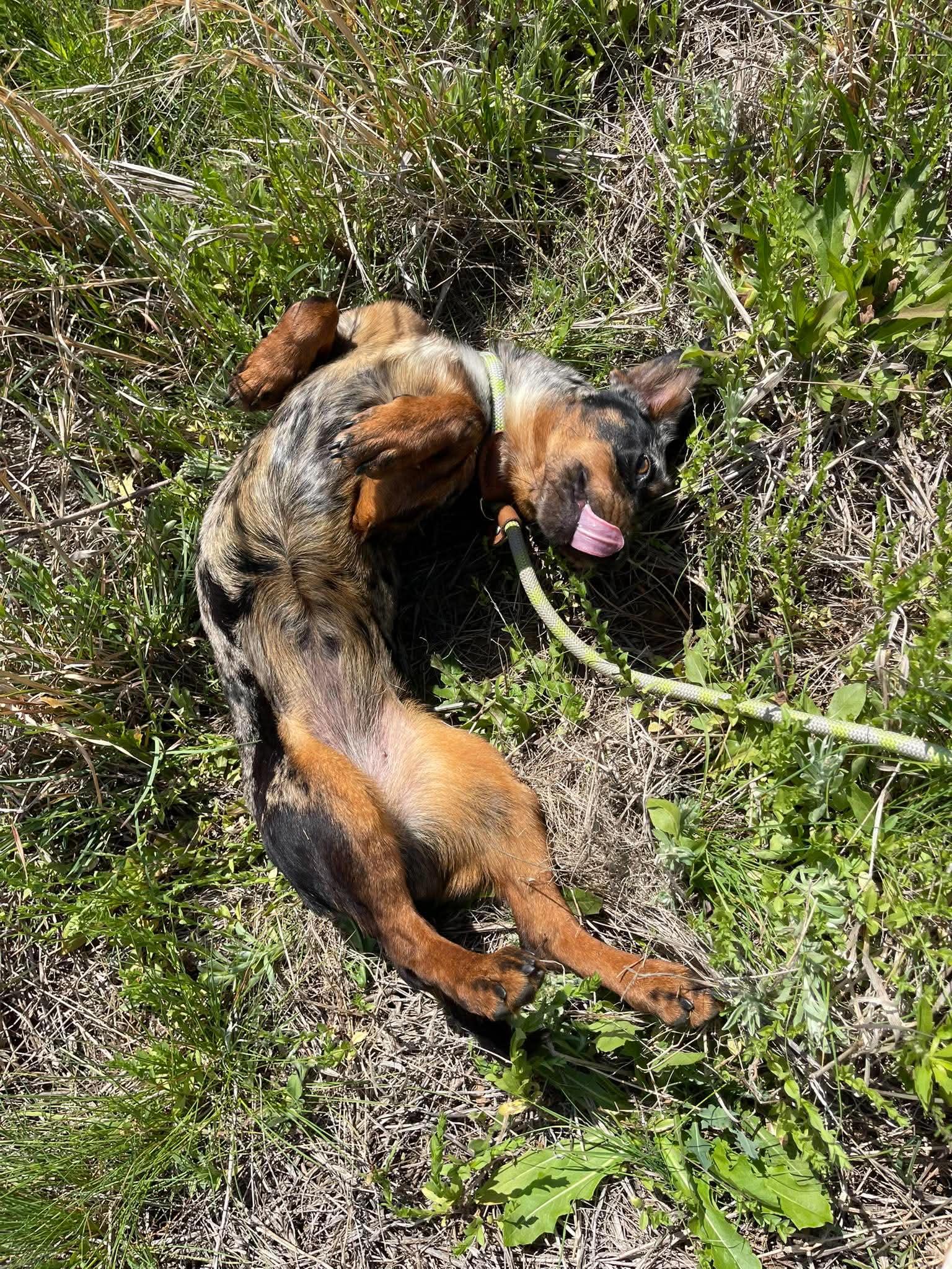 Enlarge Cookie, an adopted Dachshund in Denver, CO image 5/6