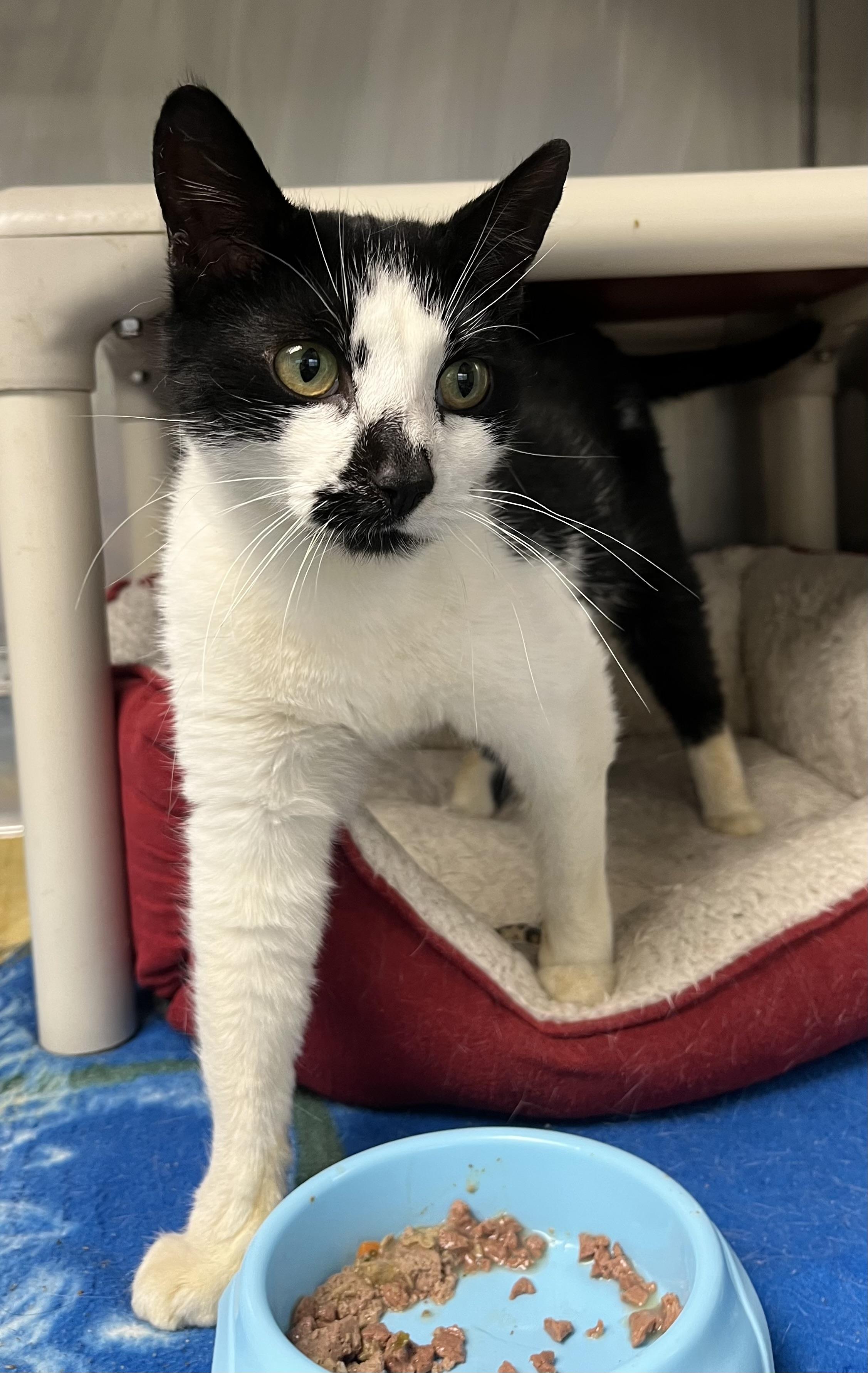 Dot, ADOPTABLE, Adult Female Domestic Short Hair & Tuxedo.