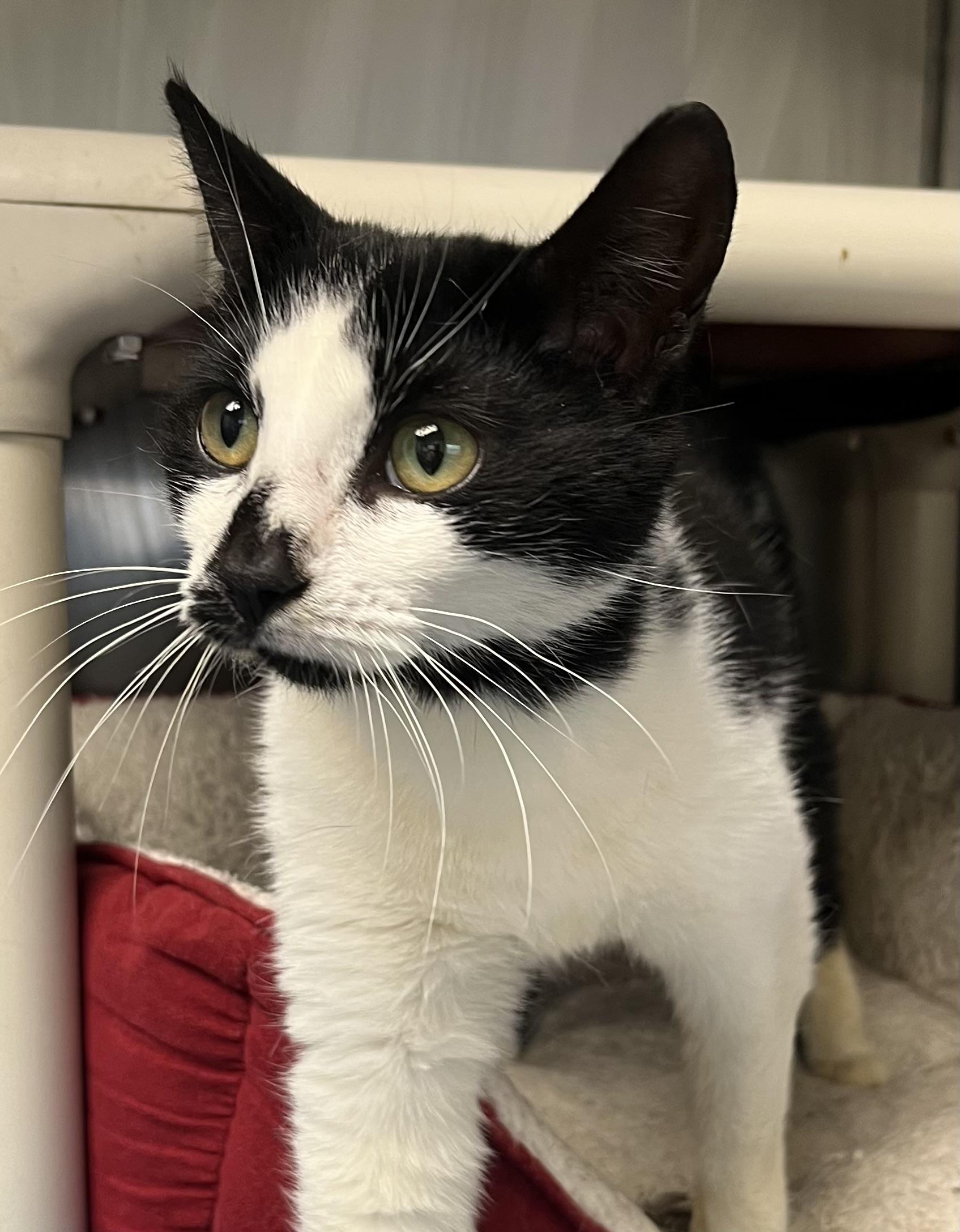 Enlarge Dot, a ADOPTABLE mixed breed in Mendham, NJ image 2/2