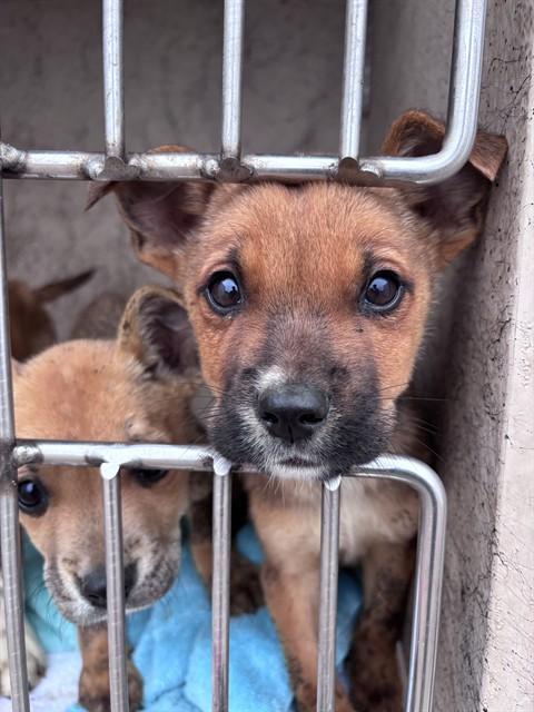 A474862, Adoptable, Puppy Male Terrier & Mixed Breed.