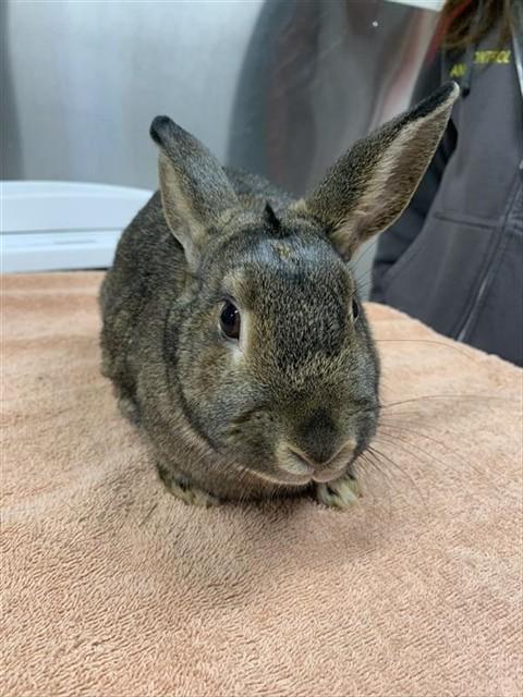Enlarge SMOKEY, a Adoptable Bunny Rabbit in Fairbanks, AK image 1/1