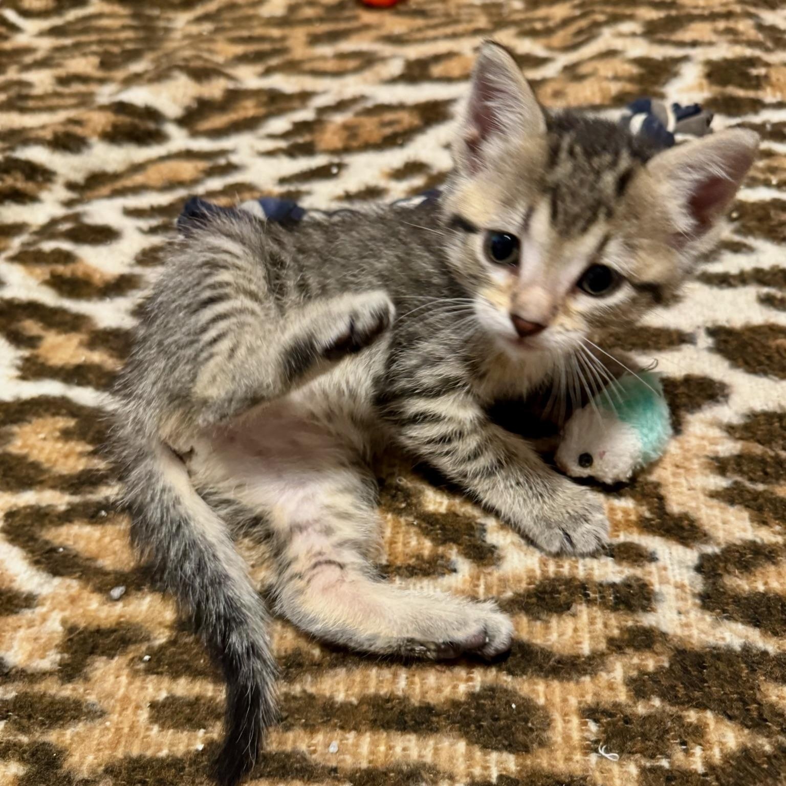Enlarge Lily, a ADOPTABLE mixed breed in Charles City, IA image 2/3