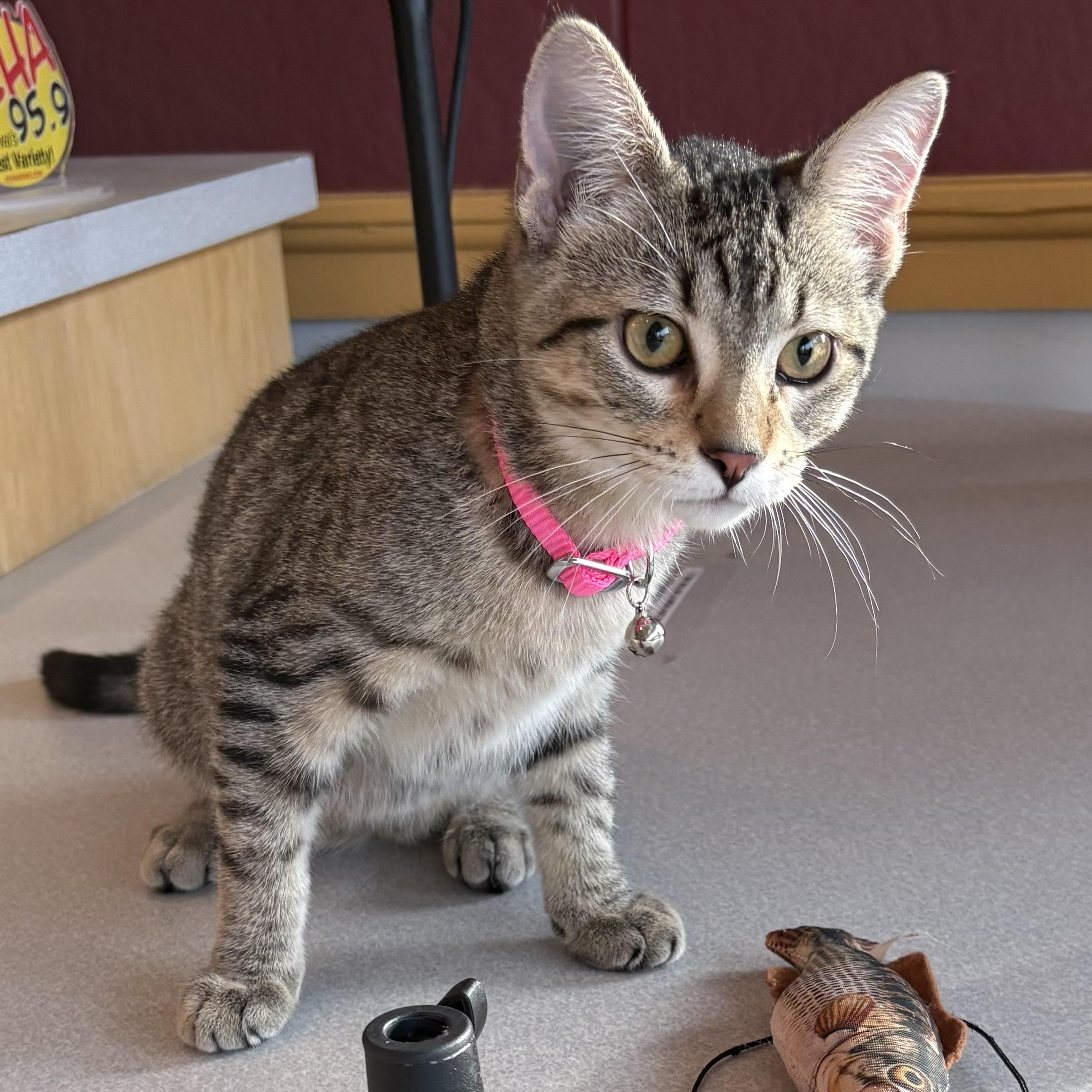 Enlarge Lily, an adoptable mixed breed in Charles City, IA image 5/5