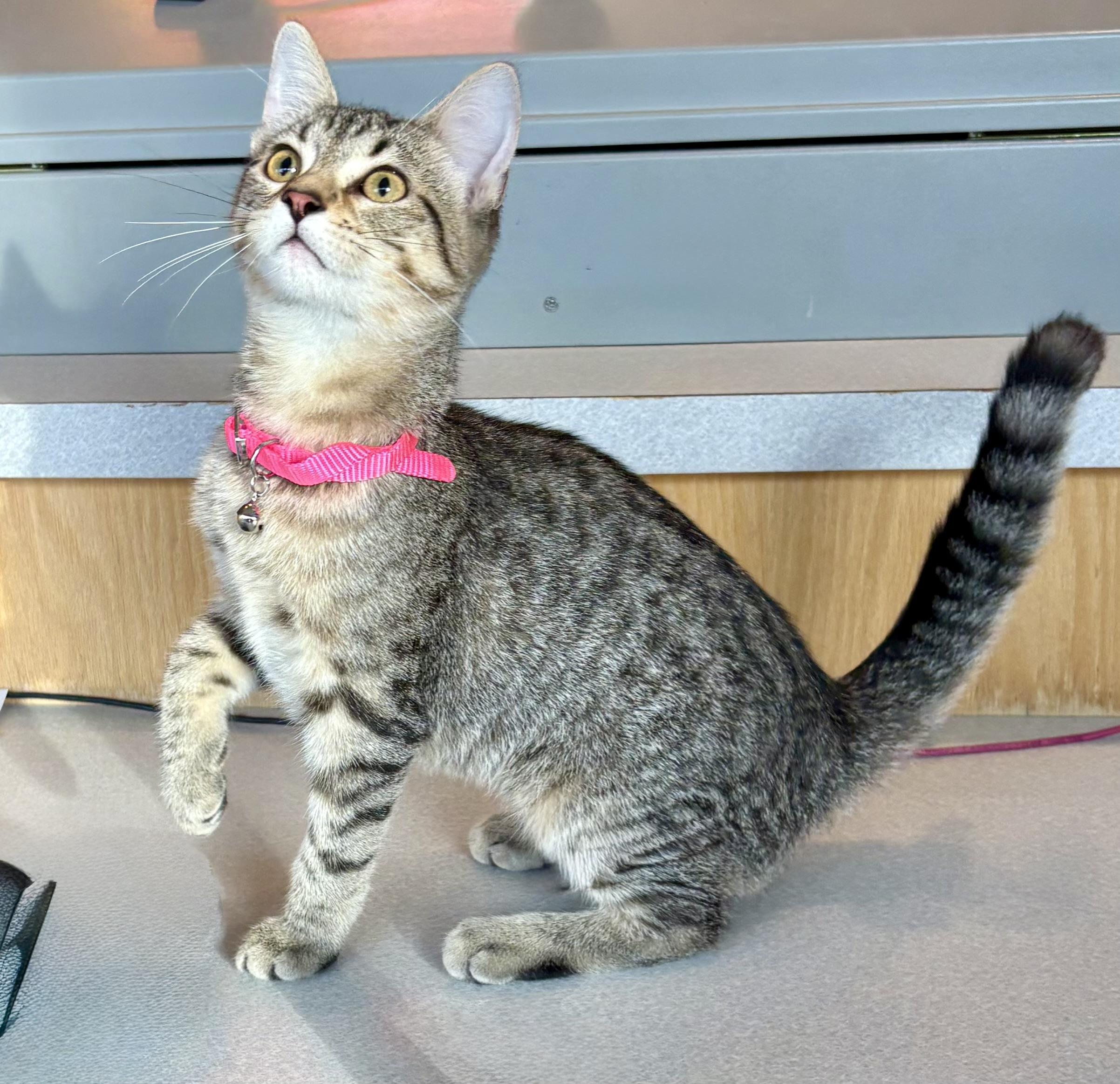 Enlarge Lily, an adoptable mixed breed in Charles City, IA image 2/5