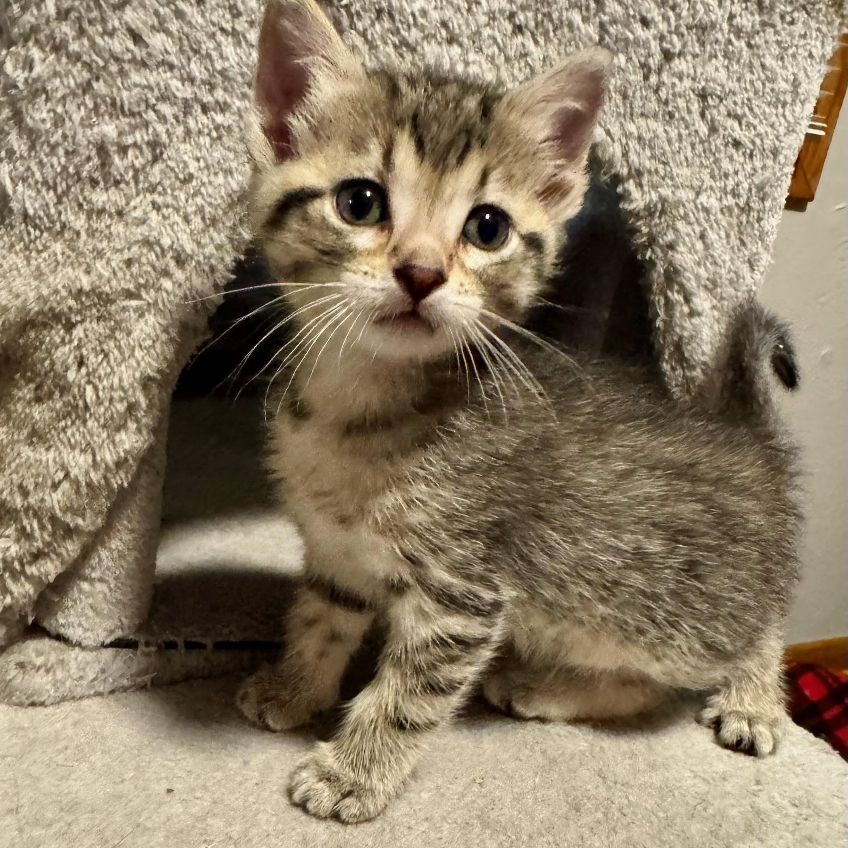 Lily, ADOPTABLE, Kitten Female Domestic Short Hair.