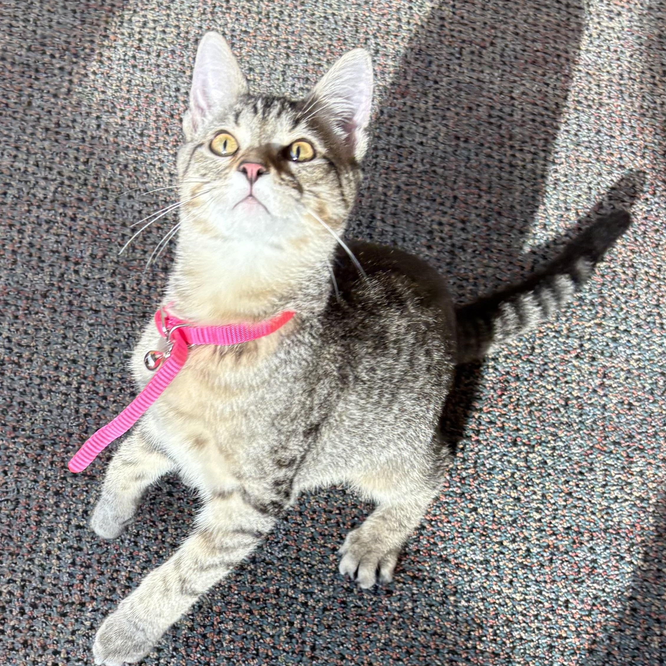 Enlarge Lily, an adoptable mixed breed in Charles City, IA image 4/5