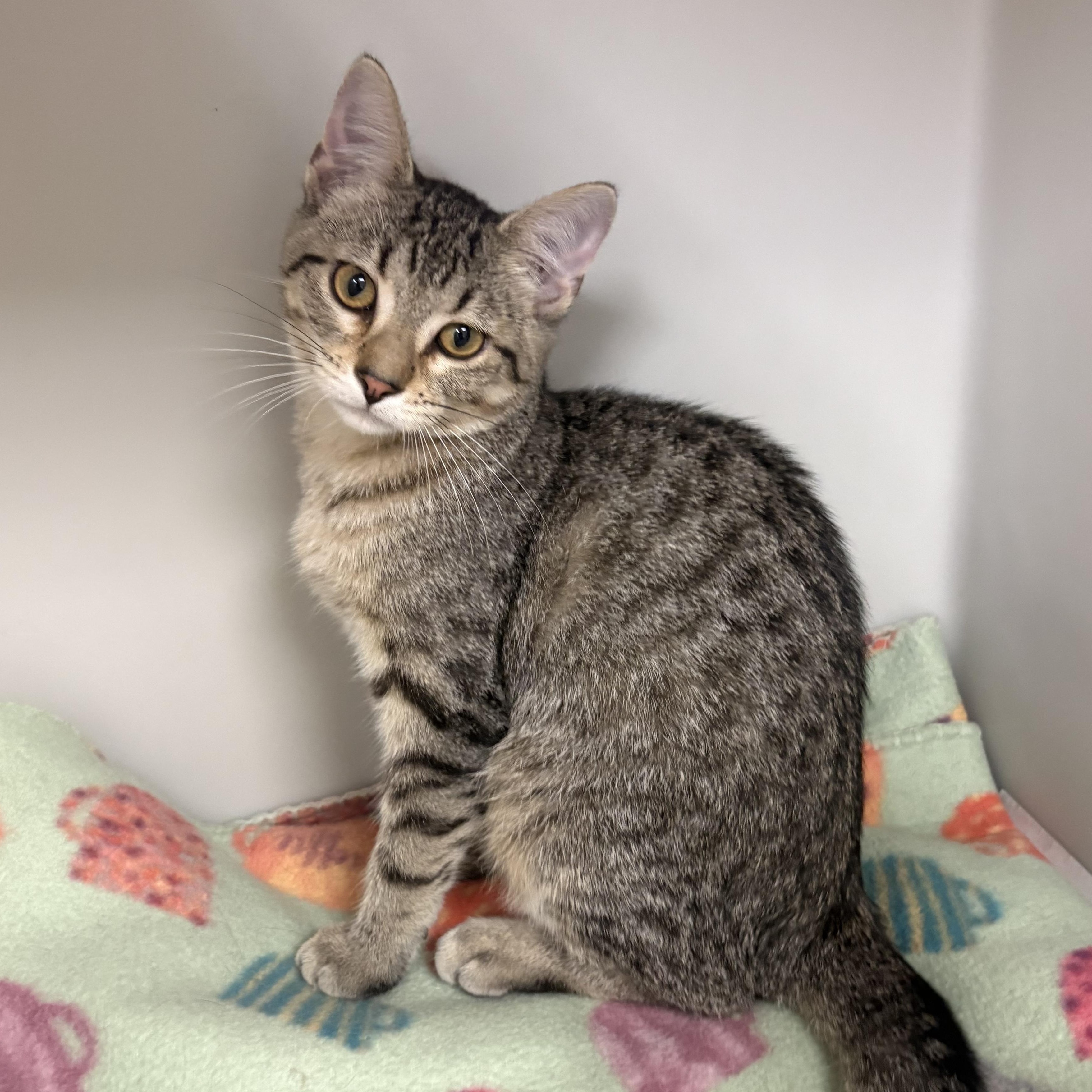 Lily, adoptable, Young Female Domestic Short Hair.