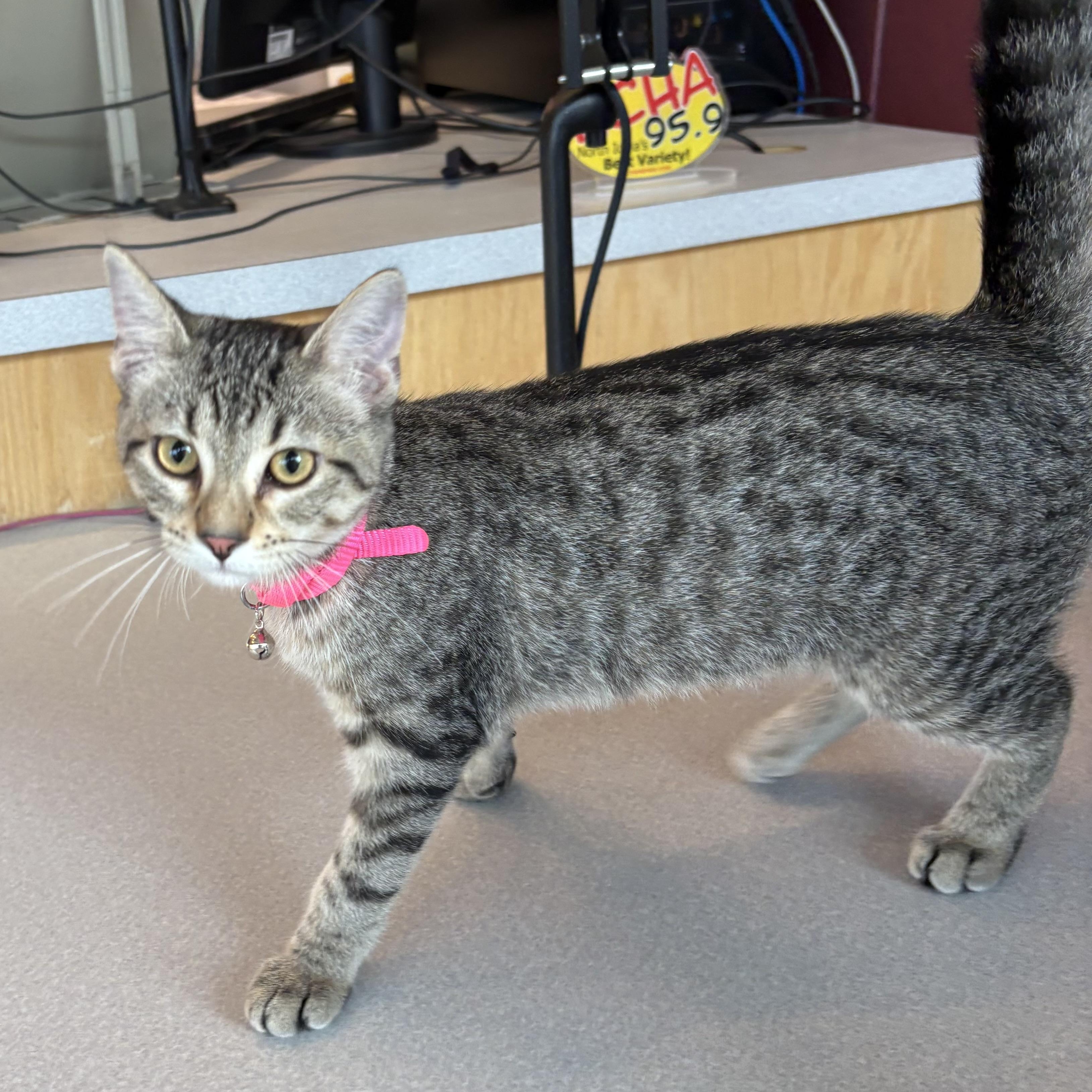 Enlarge Lily, an adoptable mixed breed in Charles City, IA image 3/5