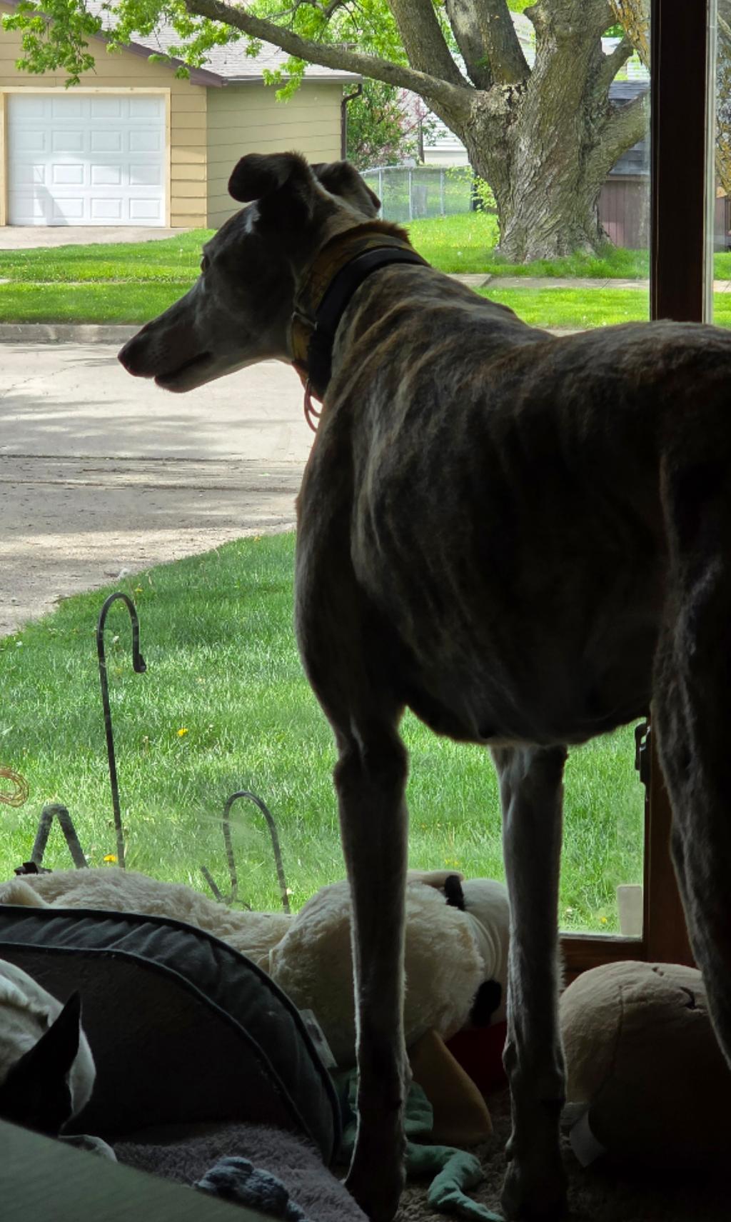 Tiara, a ADOPTABLE Greyhound in Bondurant, IA image 3/5