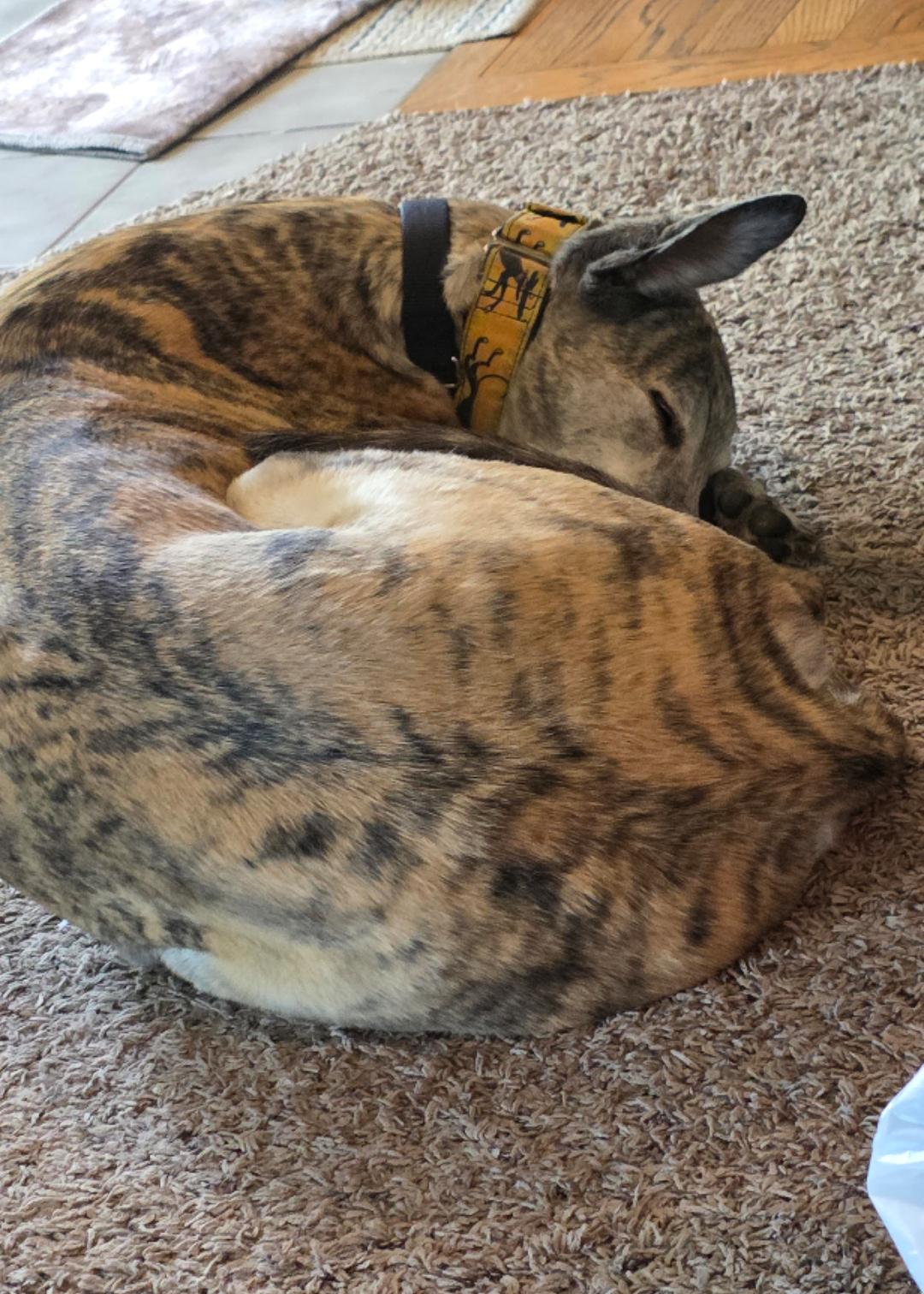 Tiara, a ADOPTABLE Greyhound in Bondurant, IA image 5/5