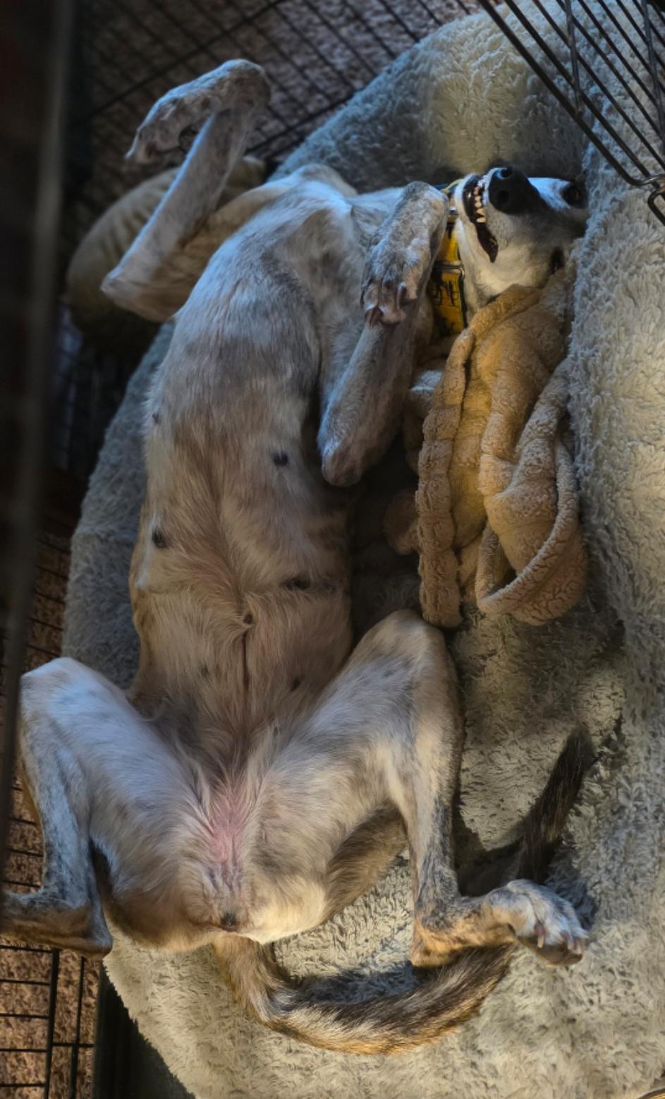 Tiara, a ADOPTABLE Greyhound in Bondurant, IA image 4/5
