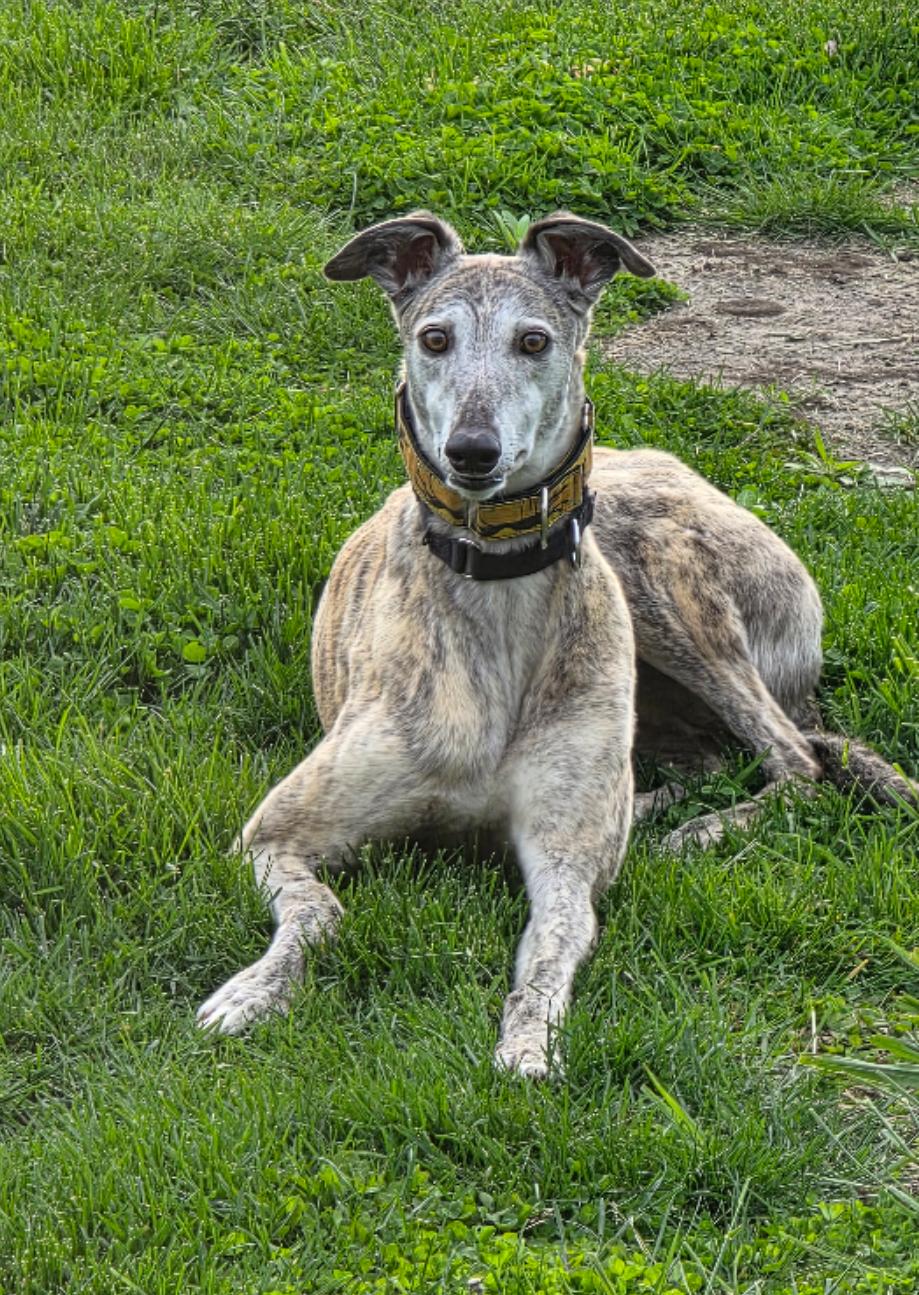 Tiara, ADOPTABLE, Senior Female Greyhound.