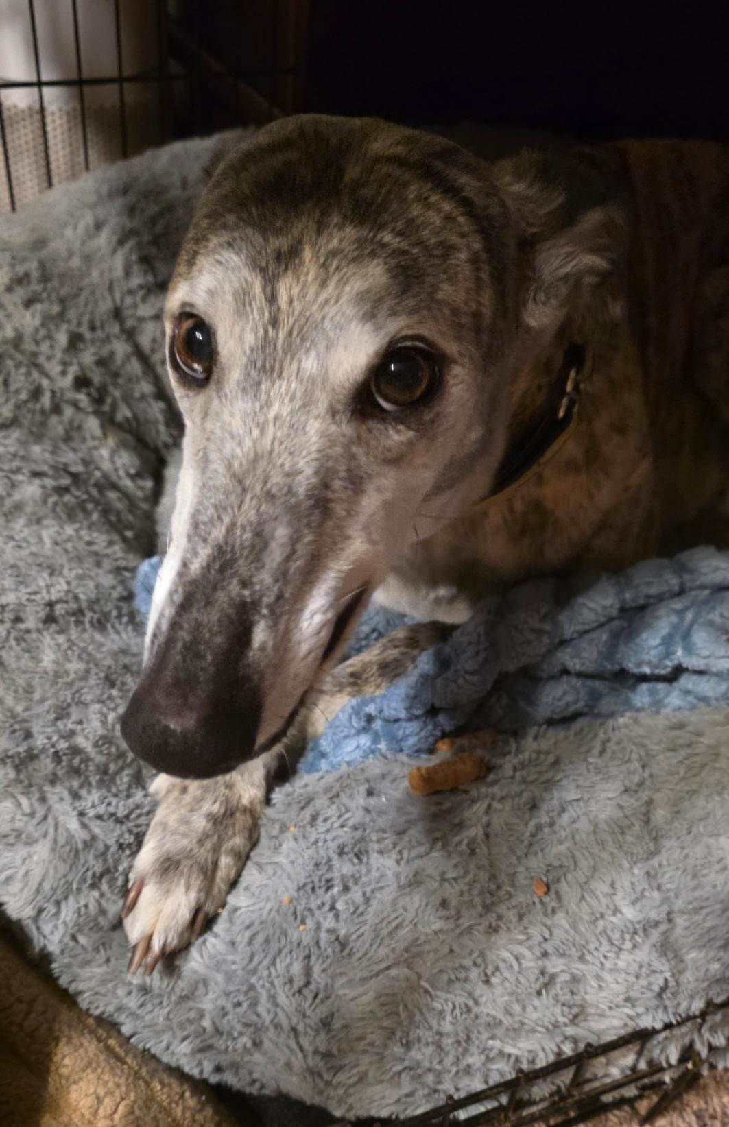 Tiara, a ADOPTABLE Greyhound in Bondurant, IA image 2/5