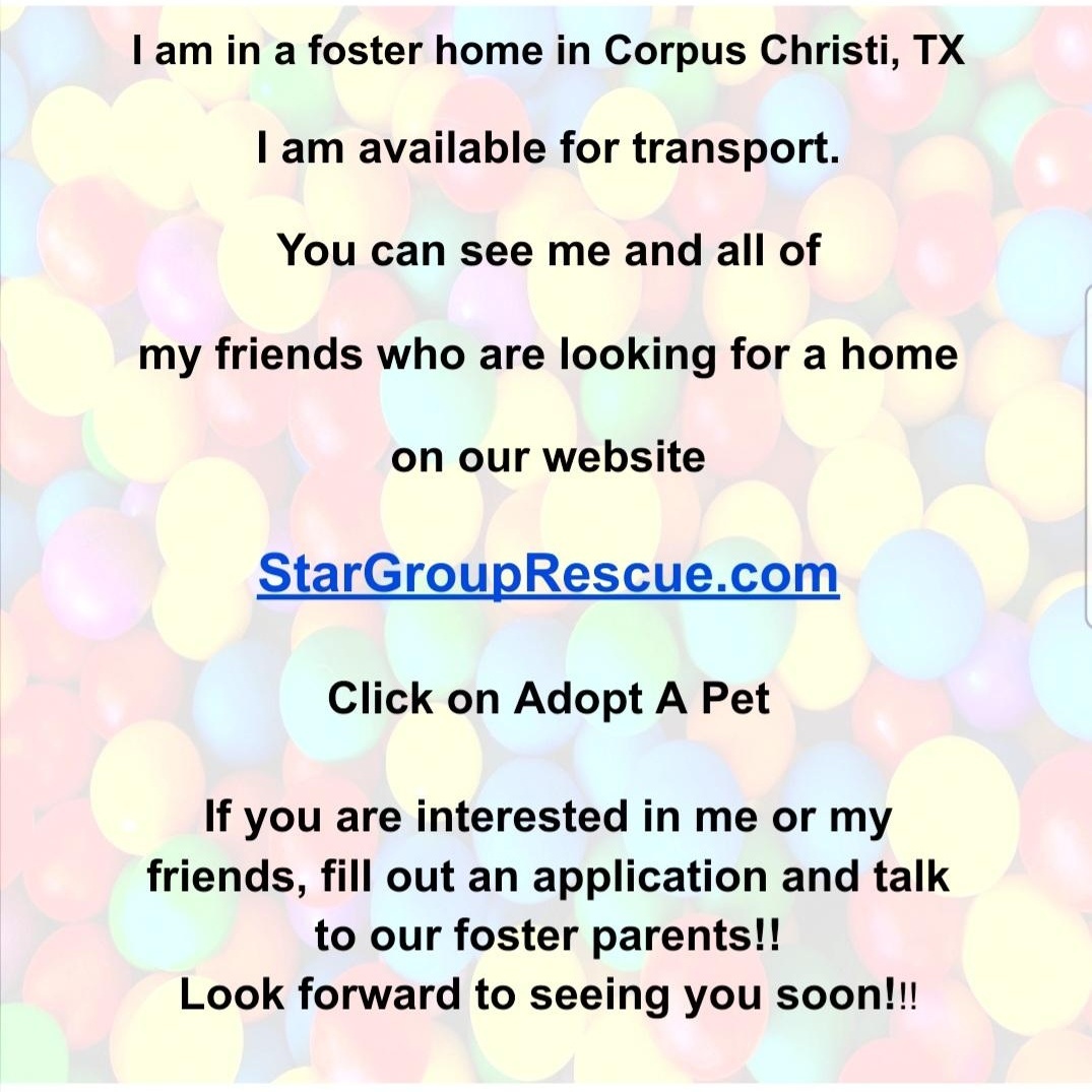 Stella — thumbnail 2