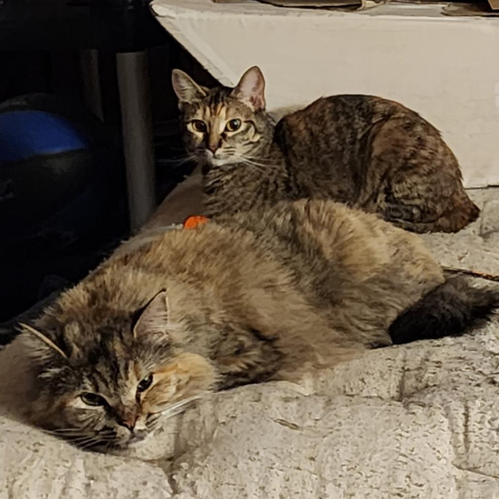 Confetti, Adoptable, Adult Female Domestic Short Hair.