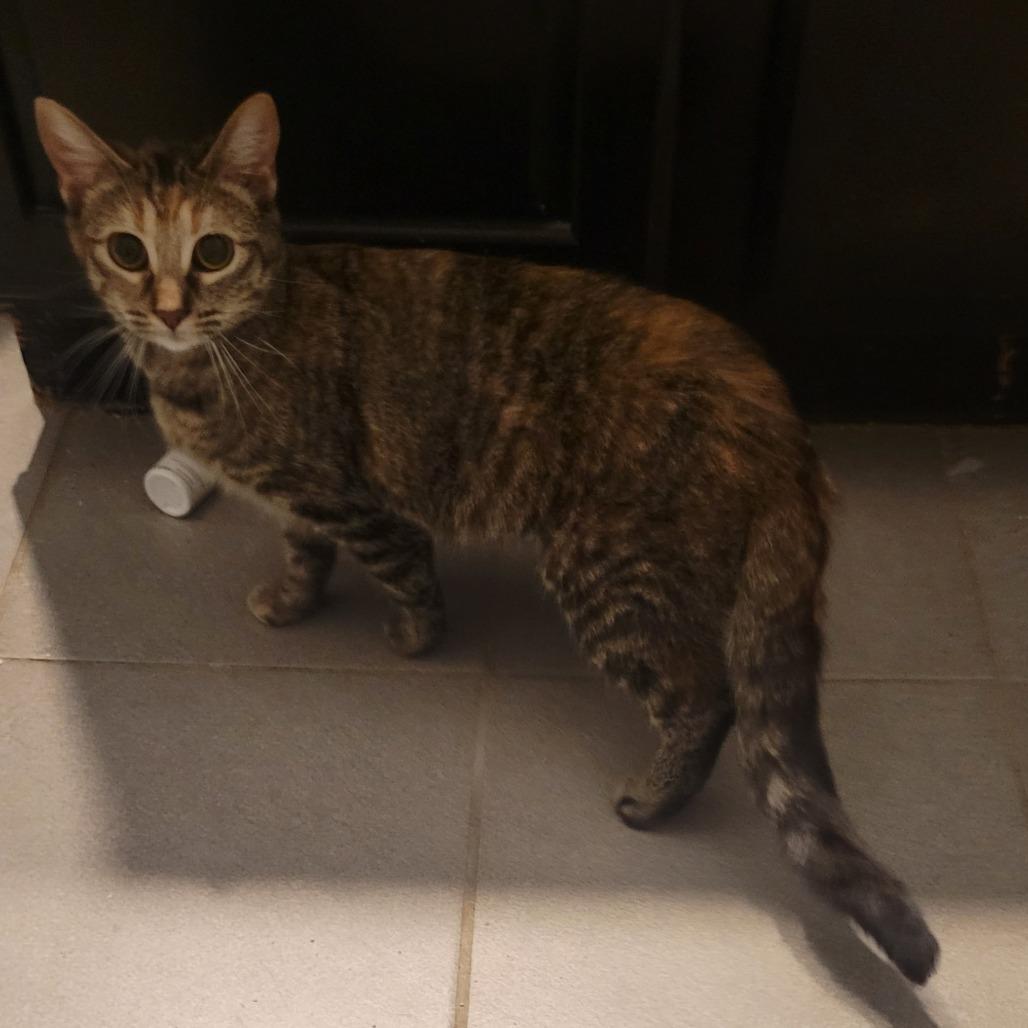 Enlarge Confetti, a Adoptable Domestic Short Hair in Bloomington, IL image 2/6