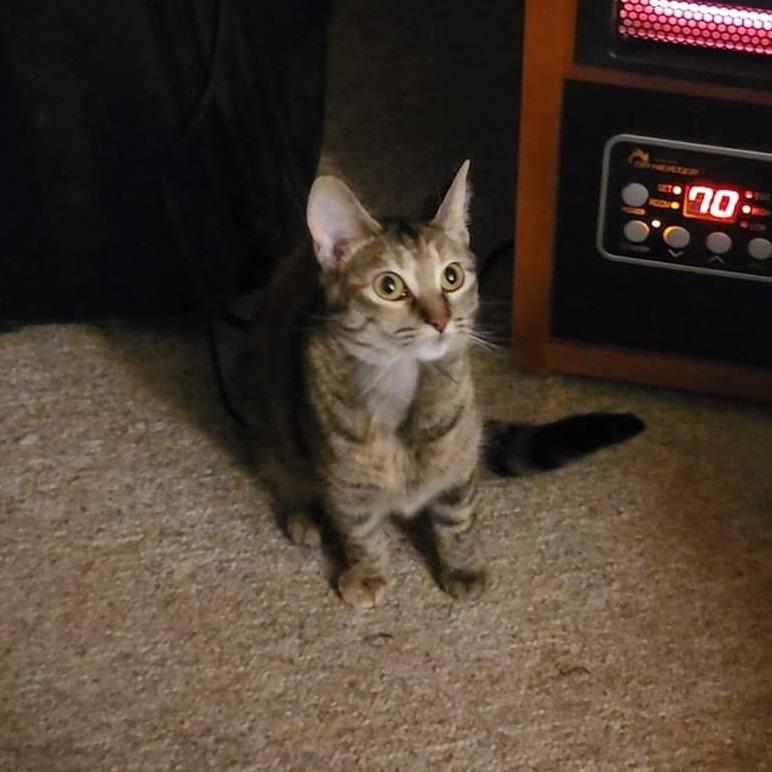 Enlarge Confetti, a Adoptable Domestic Short Hair in Bloomington, IL image 3/6