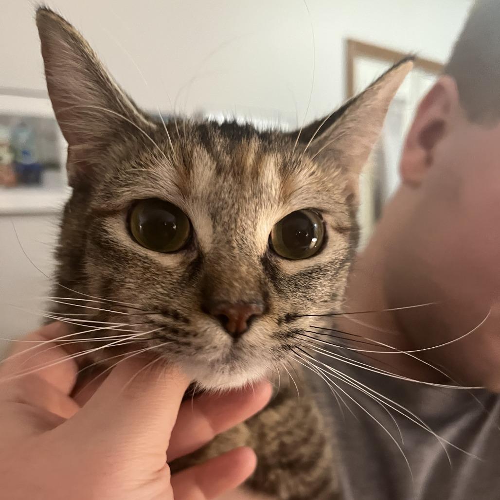 Enlarge Confetti, a Adoptable Domestic Short Hair in Bloomington, IL image 4/6