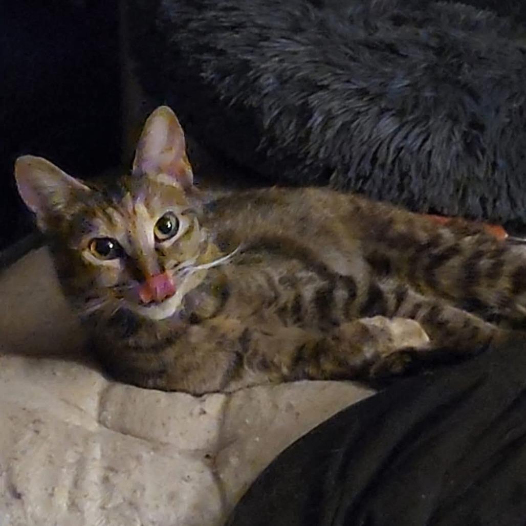 Enlarge Confetti, a Adoptable Domestic Short Hair in Bloomington, IL image 6/6