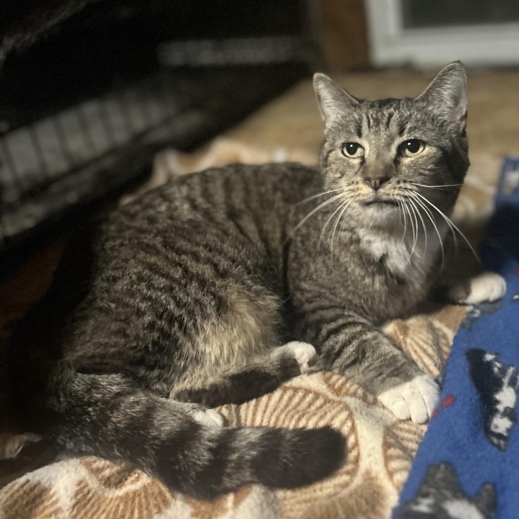 Bell, Adoptable, Senior Female Domestic Short Hair.