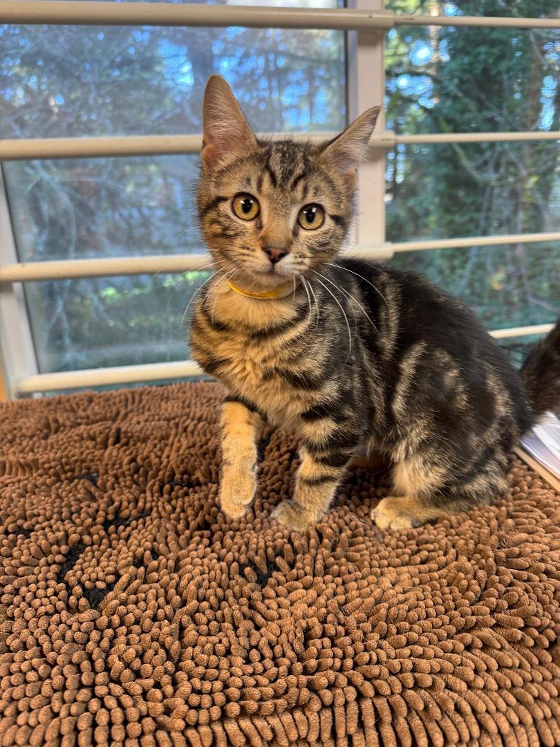 Tuna, ADOPTABLE, Young Male Tabby.