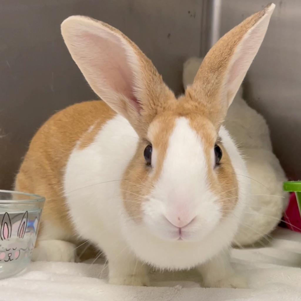 Waterfall, Adoptable, Adult Female Dutch.