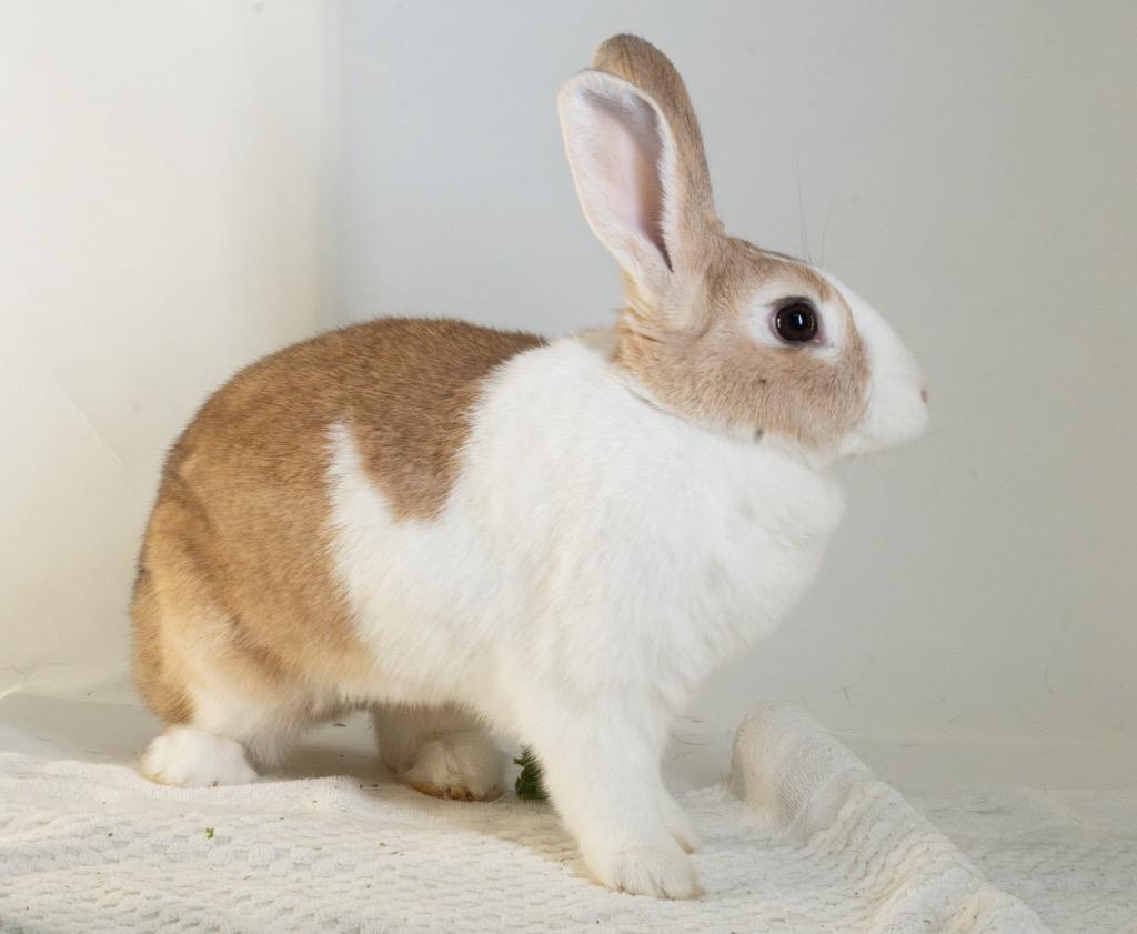 Enlarge Waterfall, a Adoptable Dutch in San Francisco, CA image 2/6