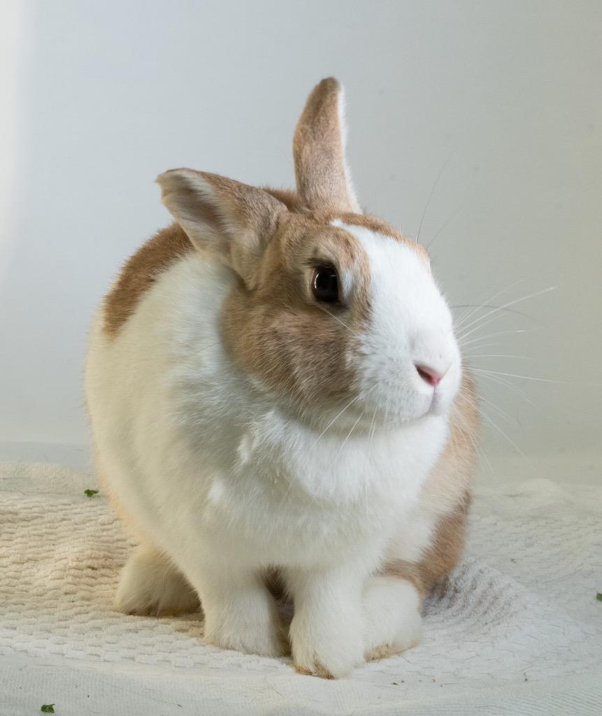 Waterfall, a Adoptable Dutch in San Francisco, CA image 4/6