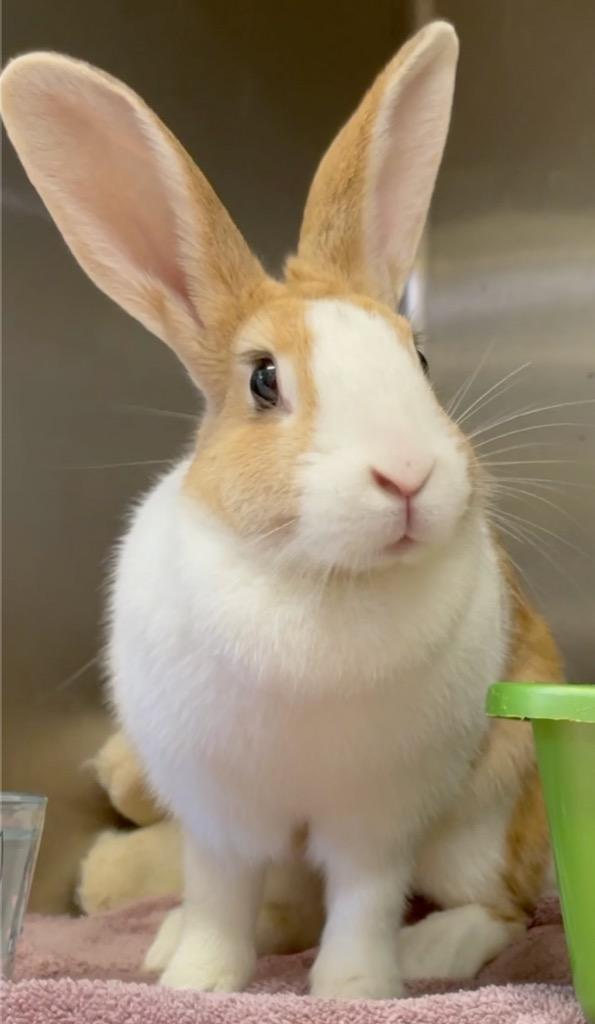 Enlarge Waterfall, a Adoptable Dutch in San Francisco, CA image 3/6