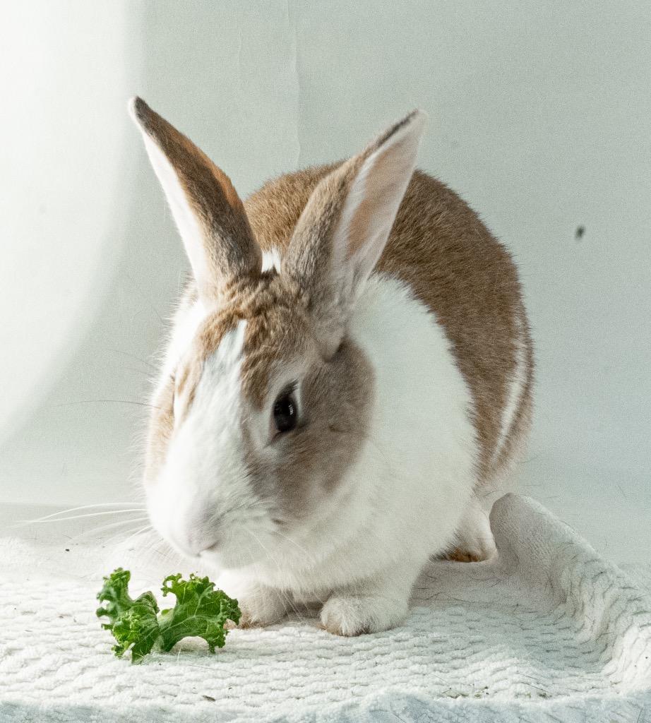 Enlarge Waterfall, a Adoptable Dutch in San Francisco, CA image 4/6