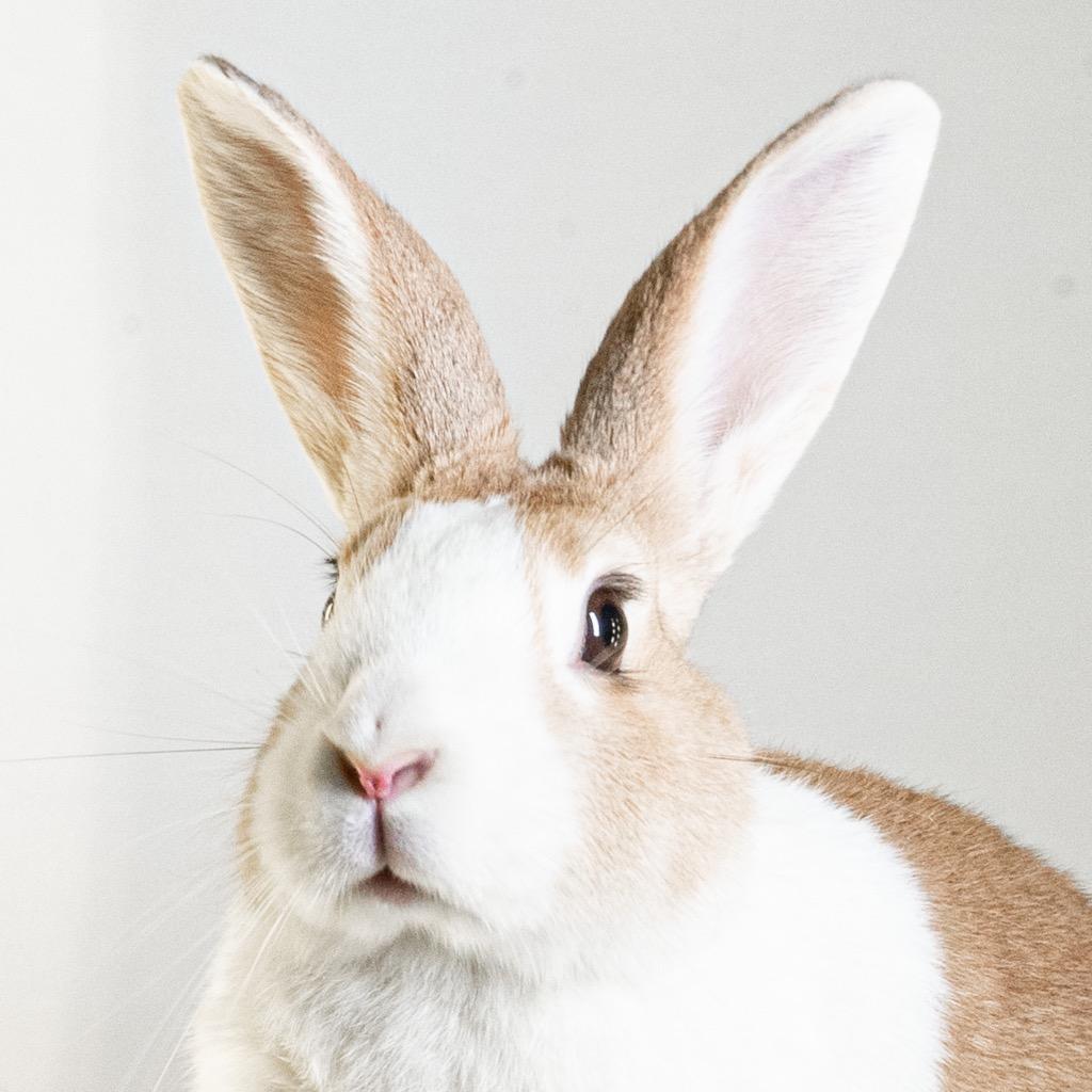 Enlarge Waterfall, a Adoptable Dutch in San Francisco, CA image 6/6