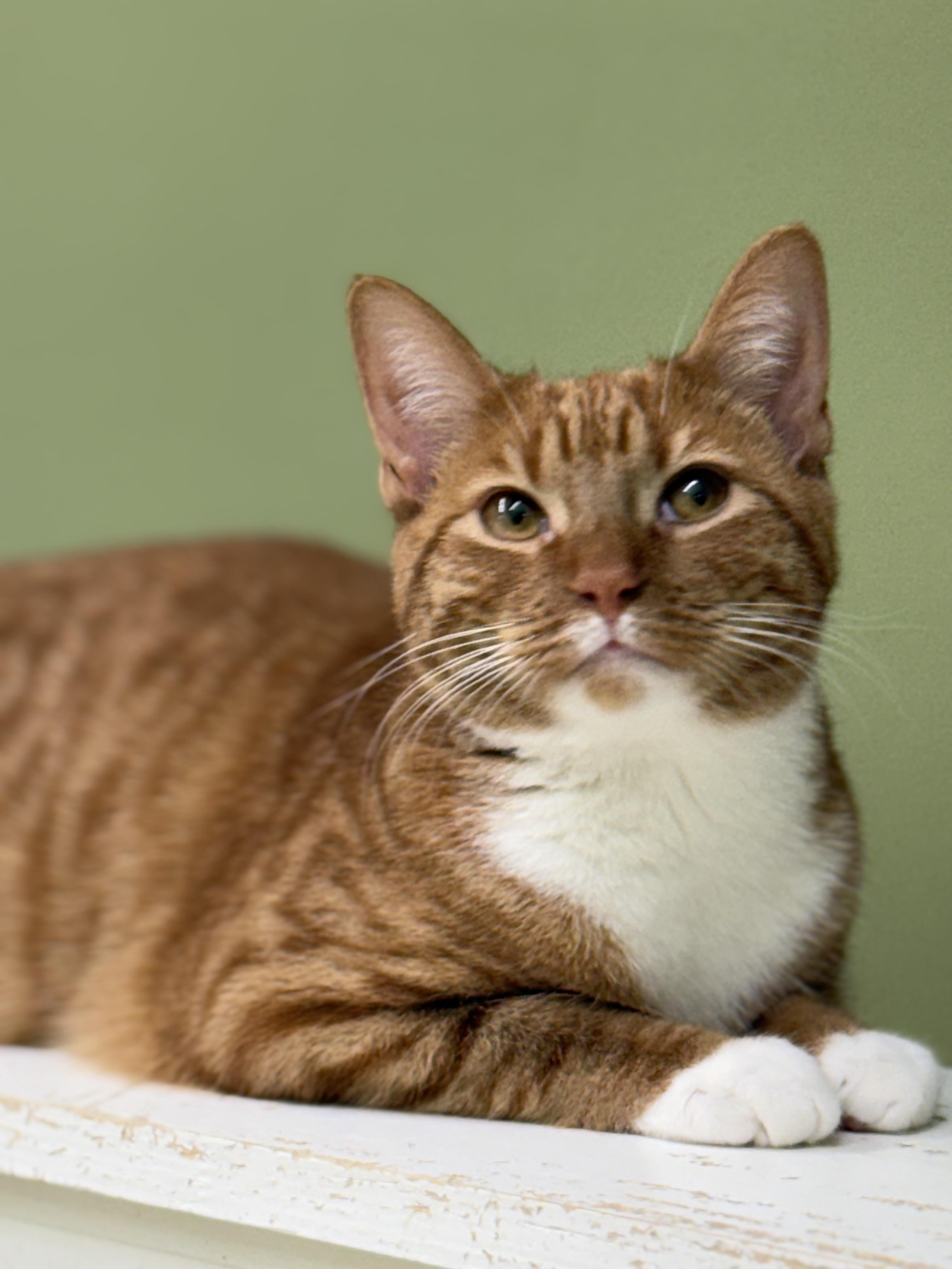 Enlarge Cookie, an adopted Domestic Short Hair in Pawleys Island, SC image 2/2