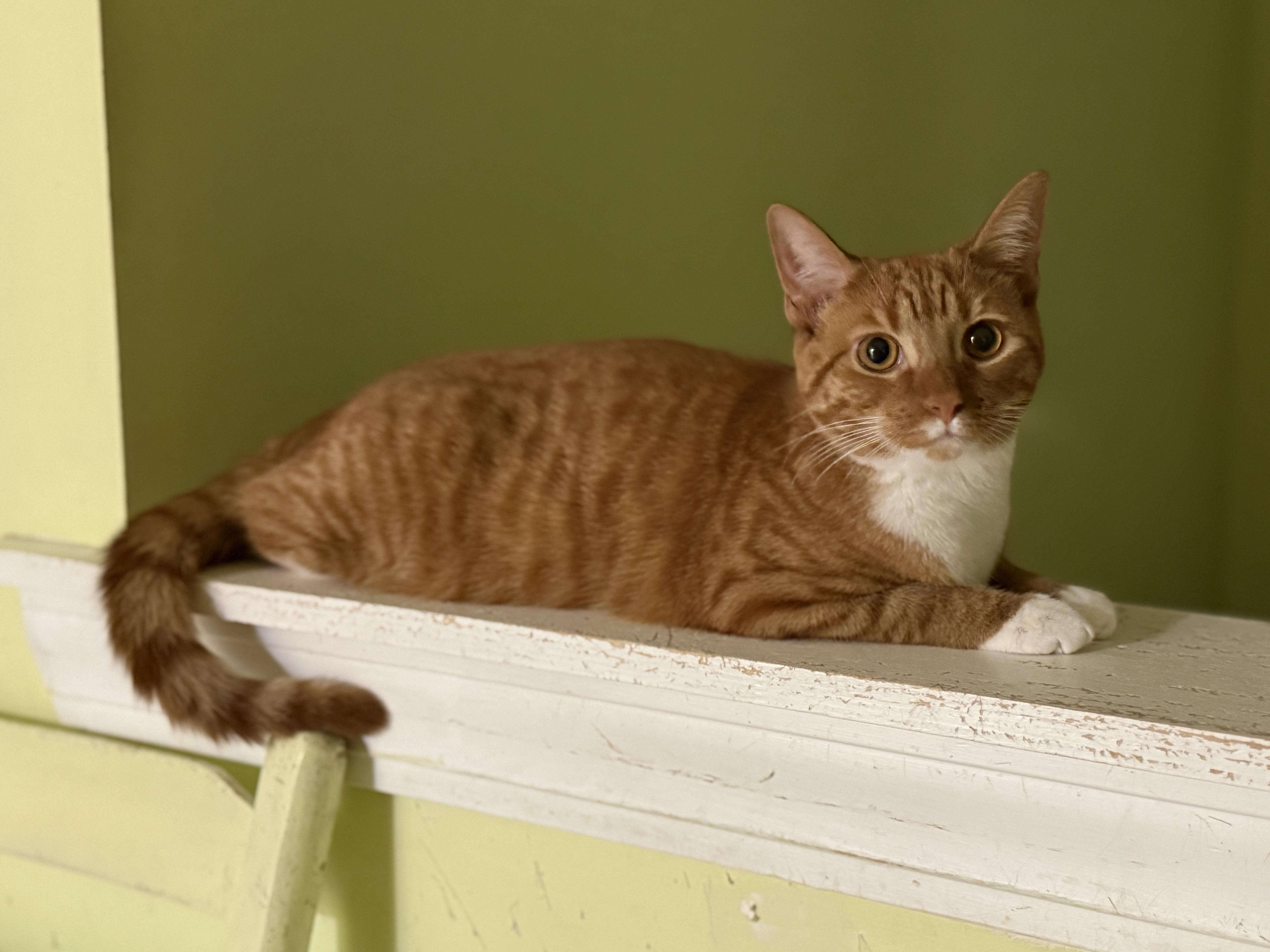 Enlarge Cookie, an adopted Domestic Short Hair in Pawleys Island, SC image 1/2