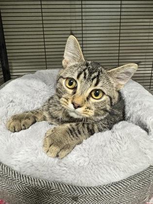 Diego, a Adoptable Domestic Short Hair in St. Anne, IL image 1/3