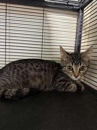 Diego, a Adoptable Domestic Short Hair in St. Anne, IL image 2/3