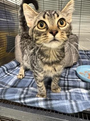 Diego, Adoptable, Adult Male Domestic Short Hair & Domestic Short Hair.